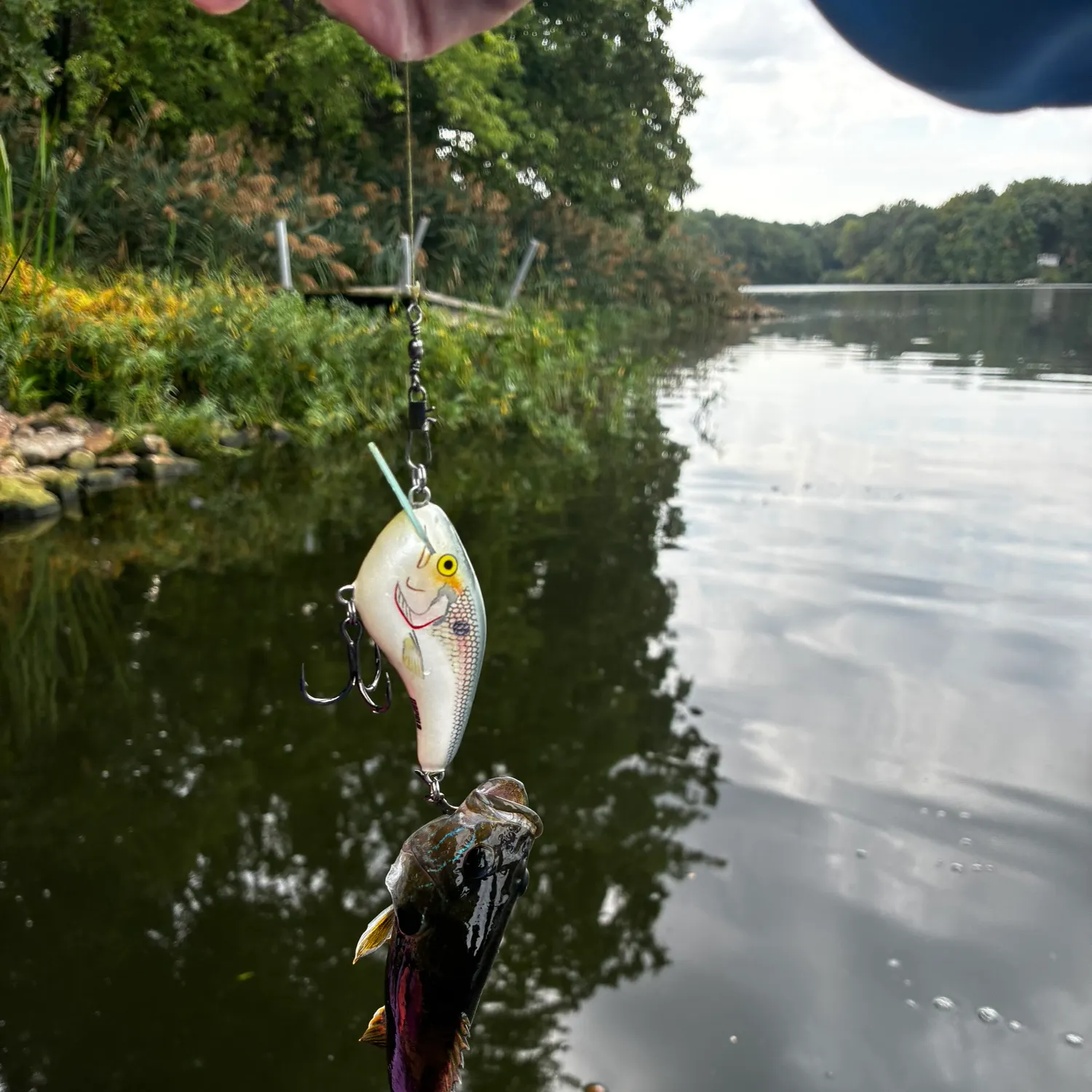 Greengill hybrid caught on Fishbrain