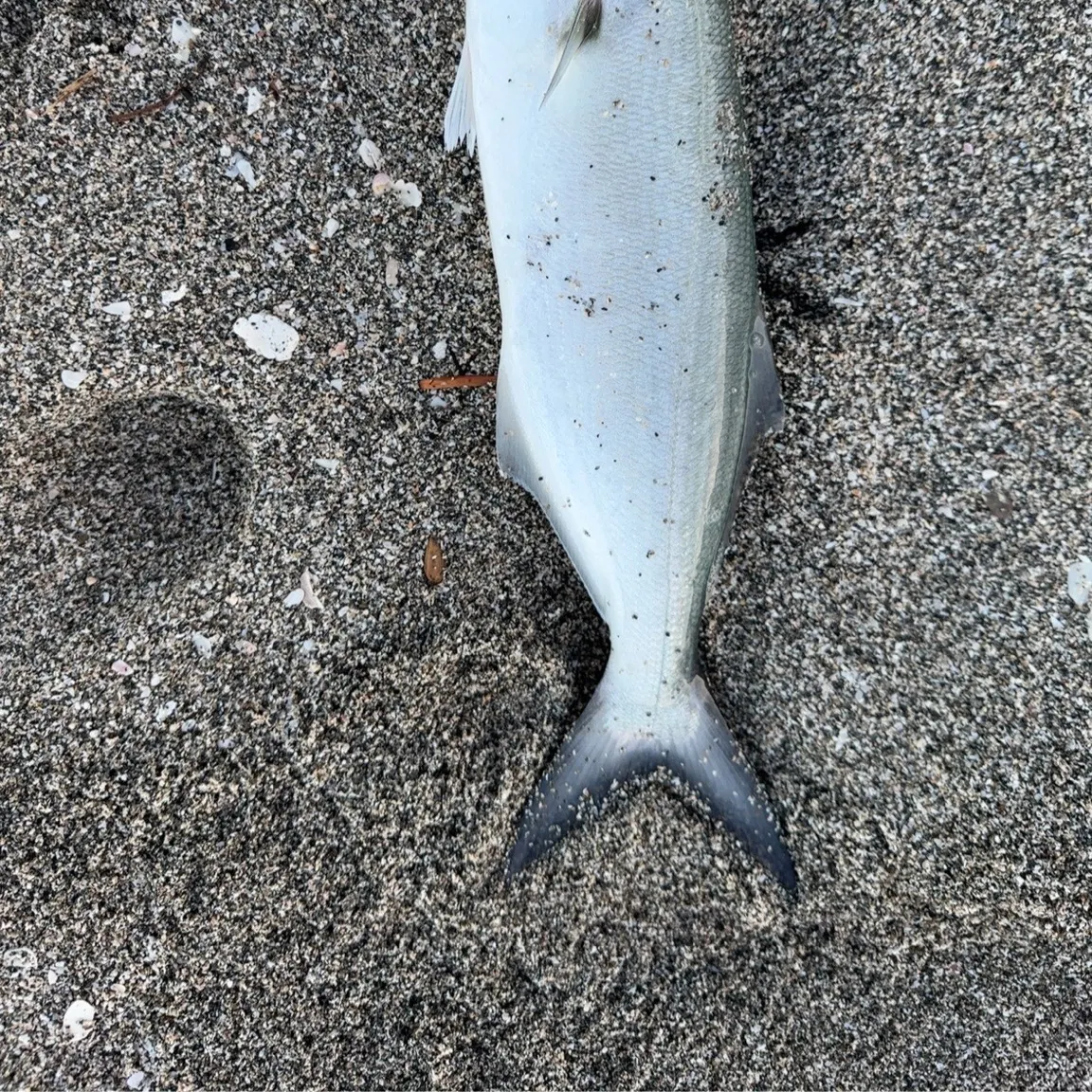 Bluefish caught on Fishbrain