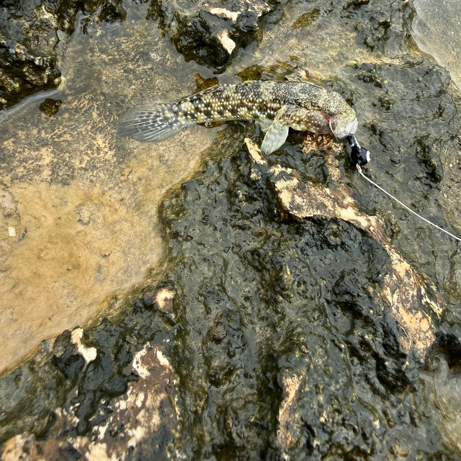 The most recent Whitespotted frillgoby catches on Fishbrain