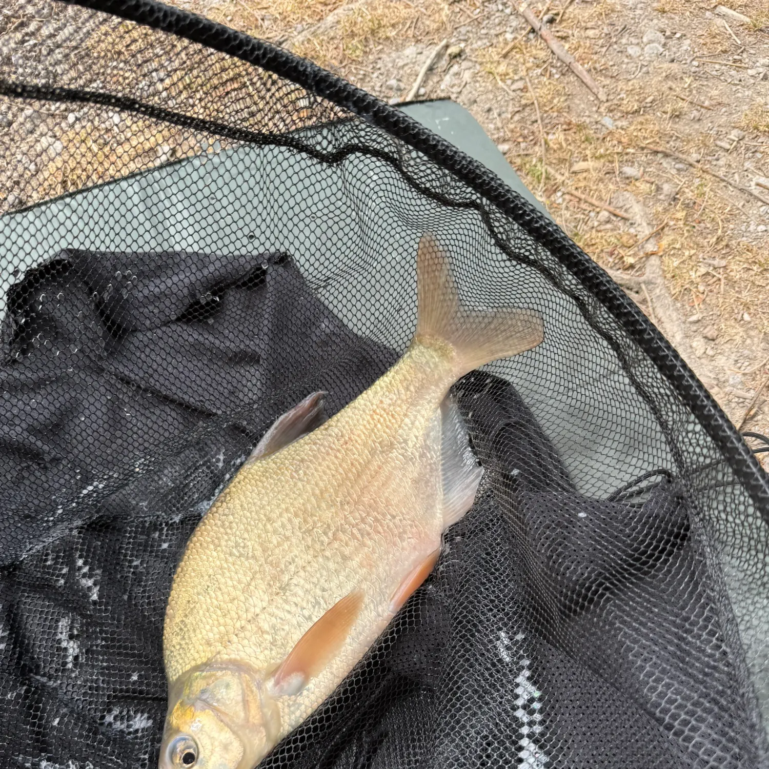 The most recent Common bream catches on Fishbrain
