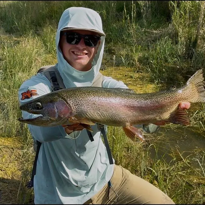 The most recent Rainbow trout catches on Fishbrain