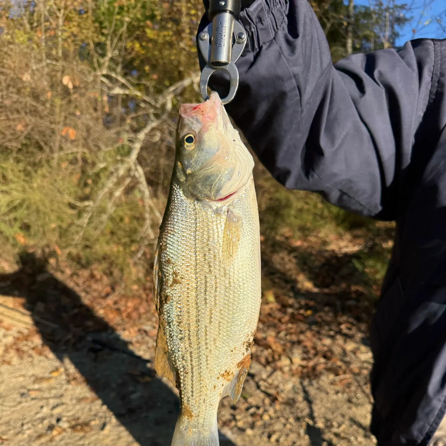 Wiper caught on Fishbrain