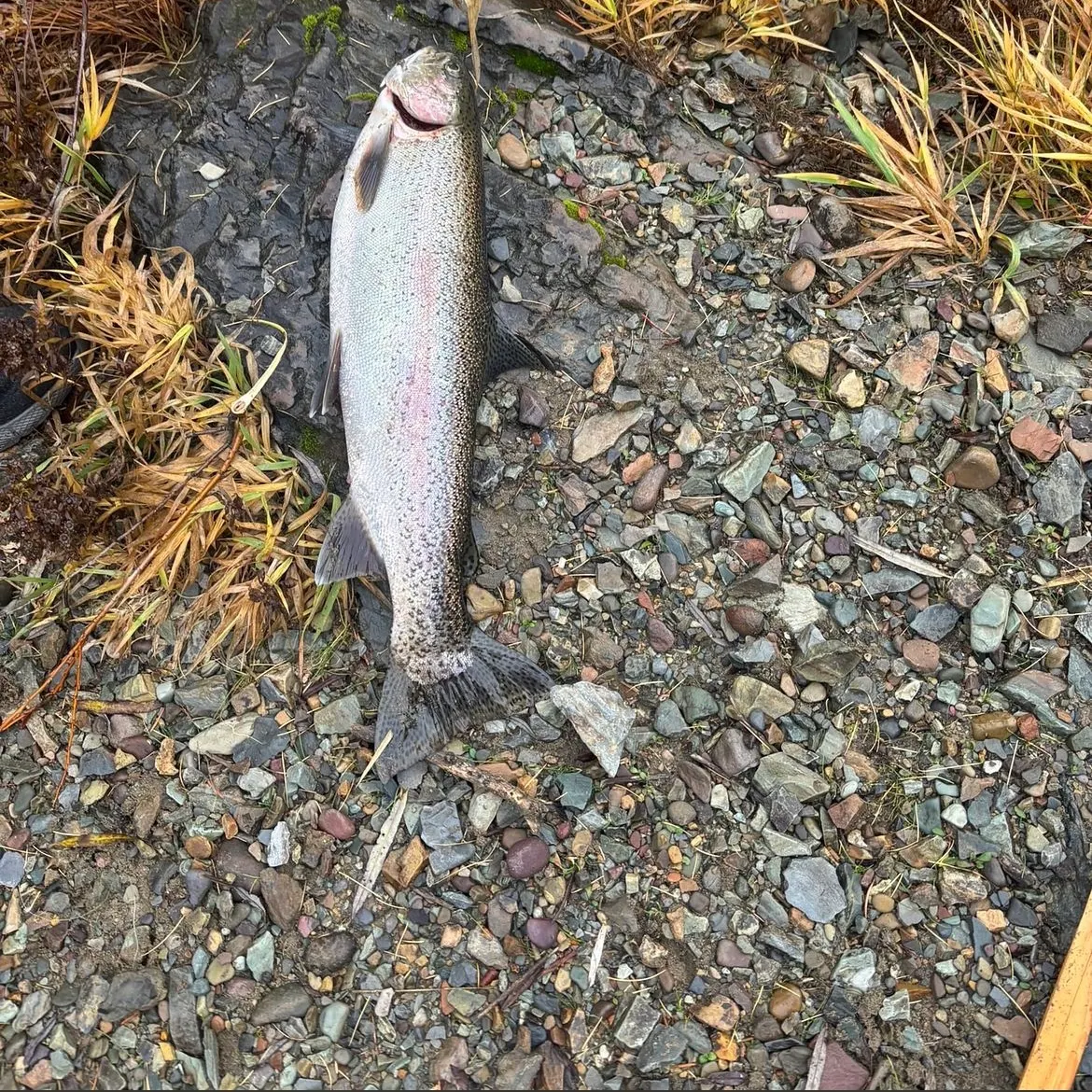 Rainbow trout caught on Fishbrain