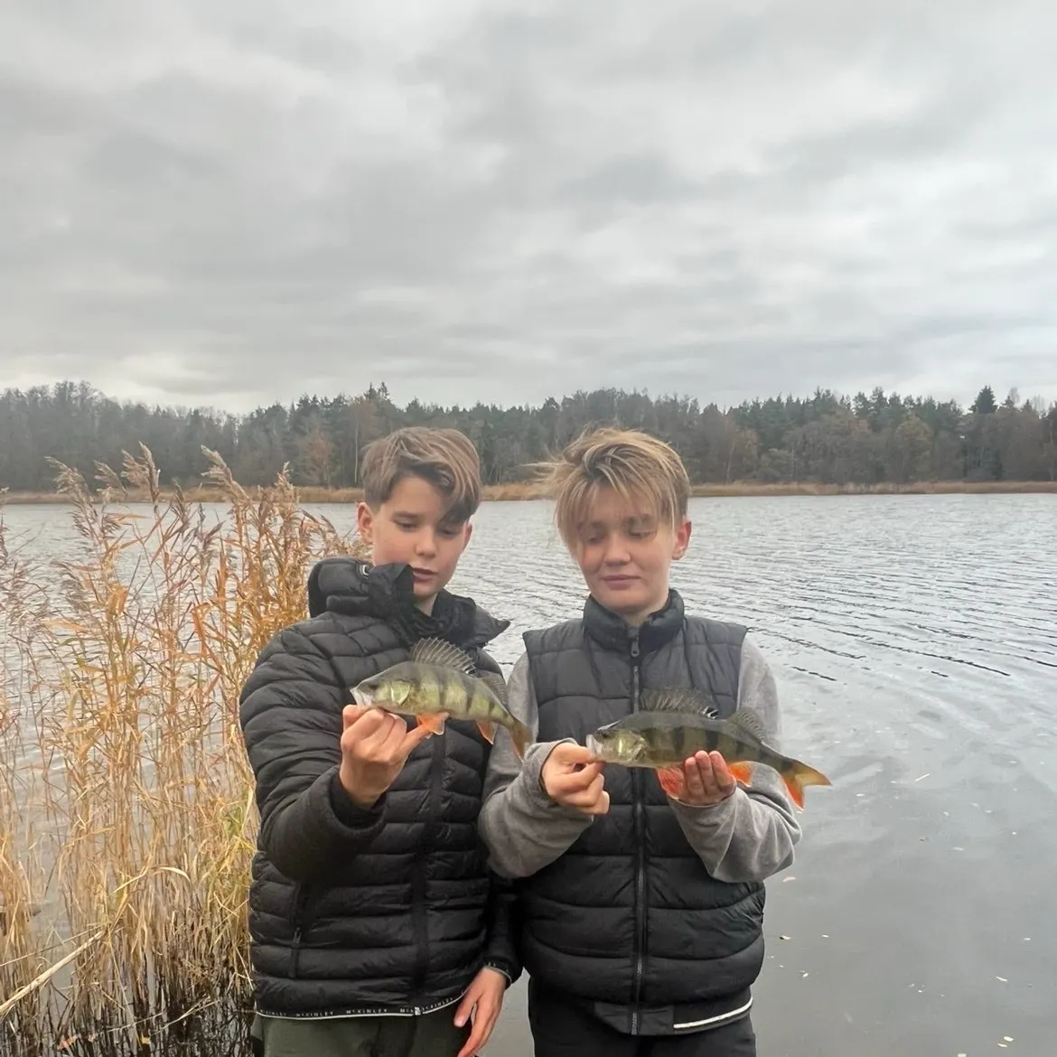 European perch caught on Fishbrain