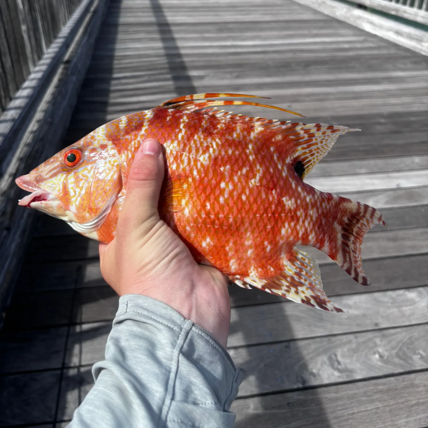 The most recent Hogfish catches on Fishbrain