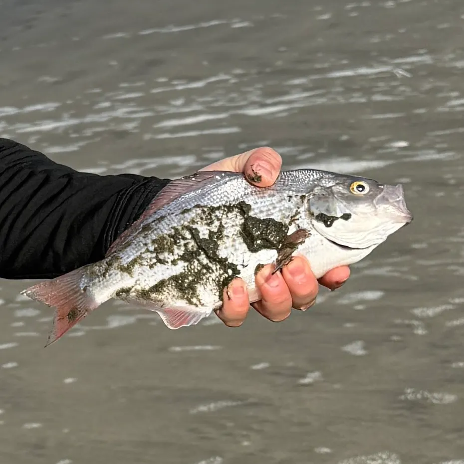The most recent Redtail surfperch catches on Fishbrain