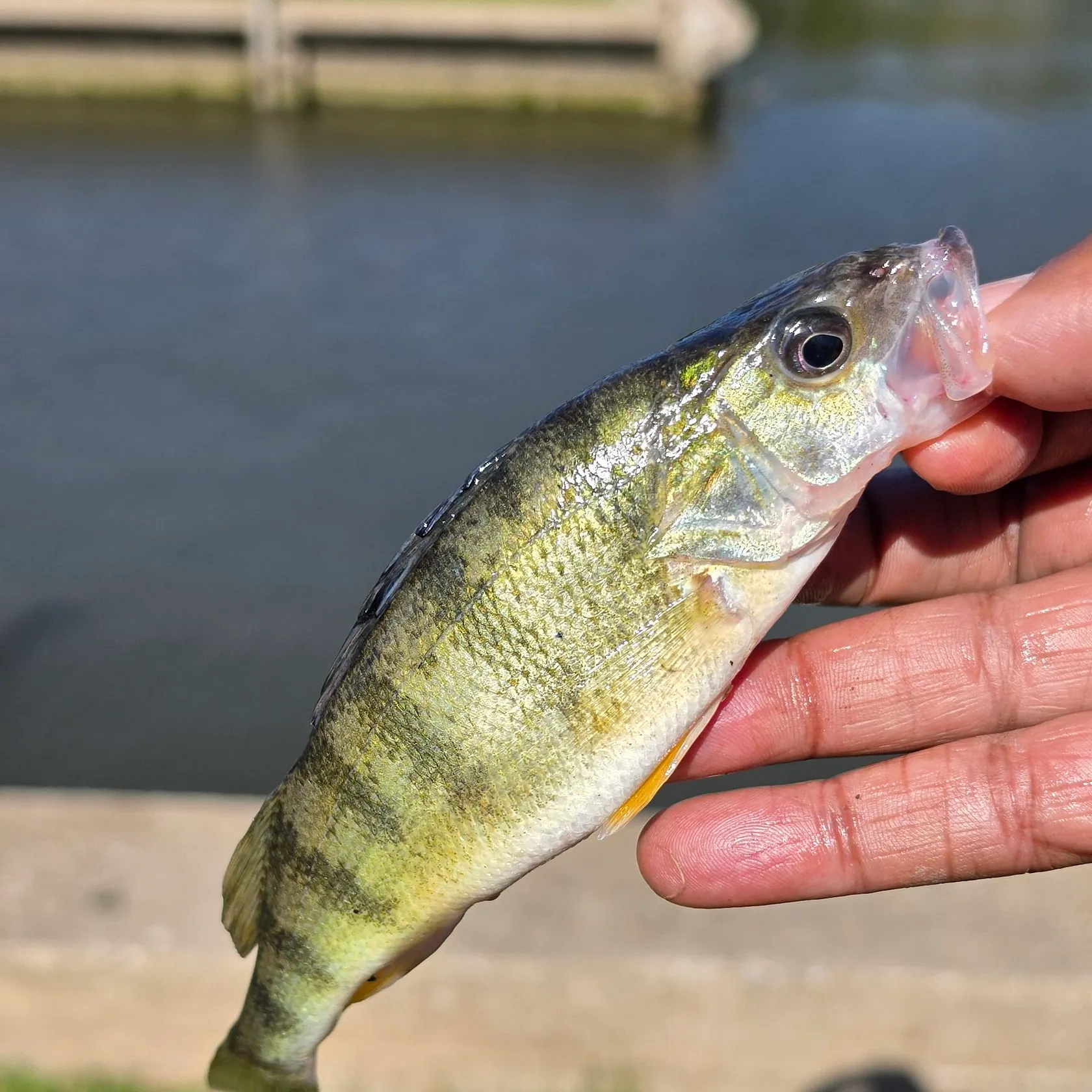 Yellow perch caught on Fishbrain
