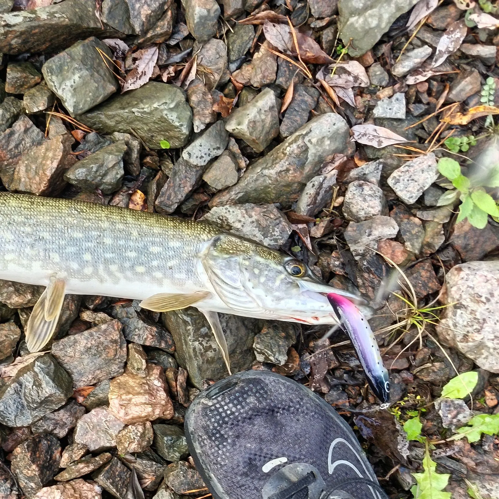 Northern pike caught on Fishbrain