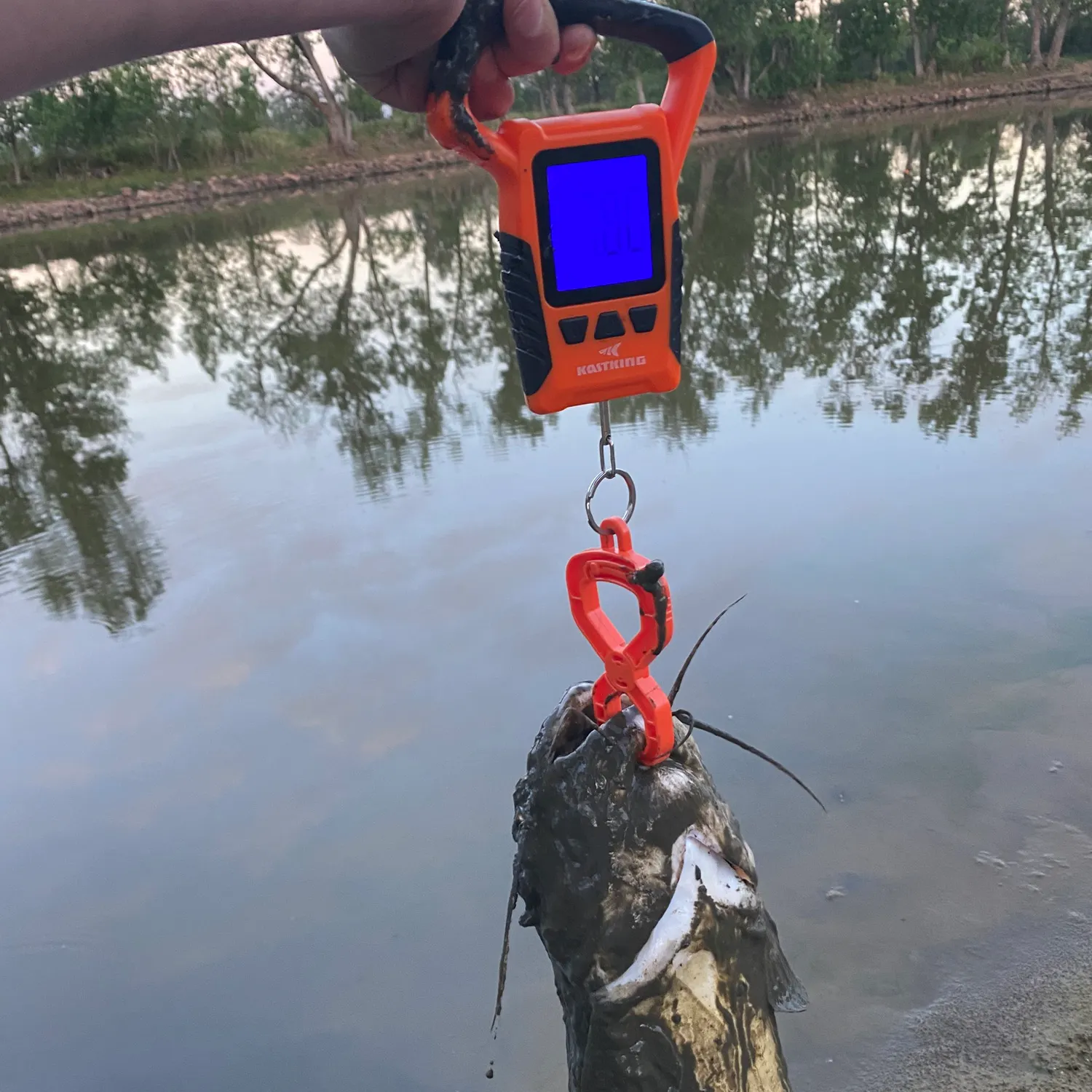 Channel catfish caught on Fishbrain