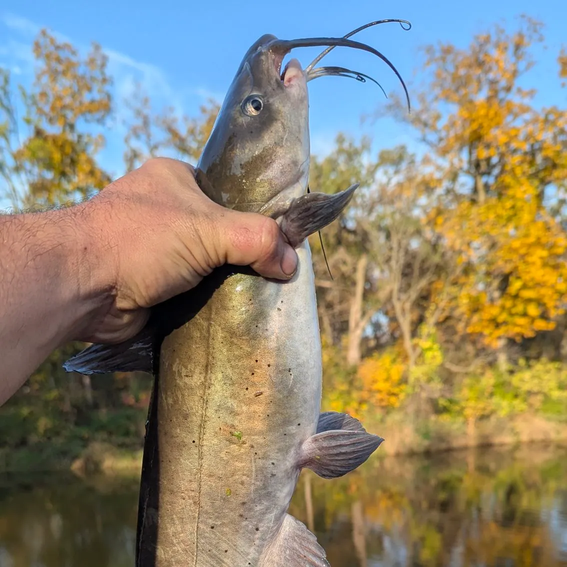 Channel catfish caught on Fishbrain