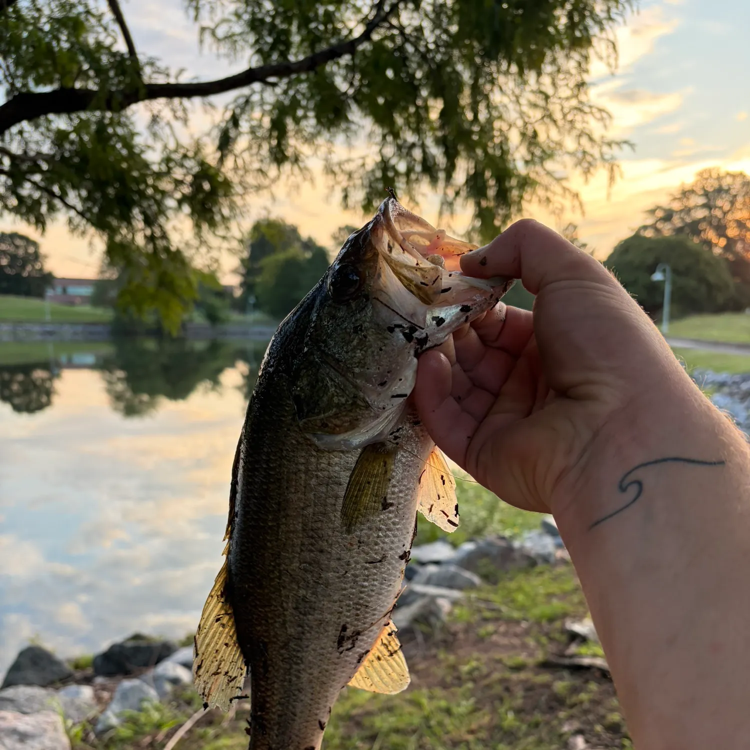Largemouth bass caught on Fishbrain