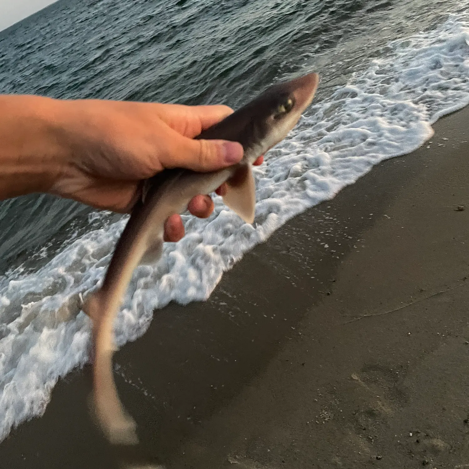 Dusky smooth-hound caught on Fishbrain