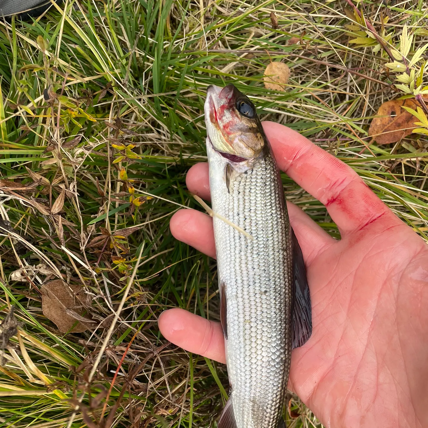 European grayling caught on Fishbrain