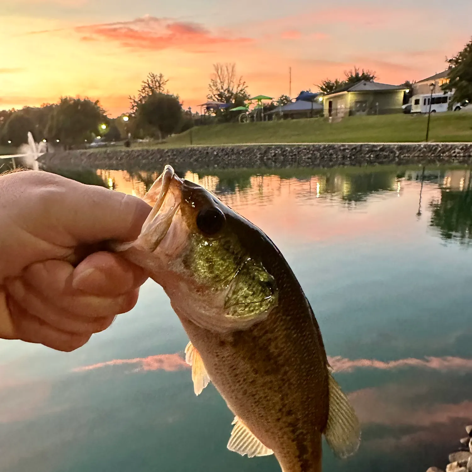 Largemouth bass caught on Fishbrain