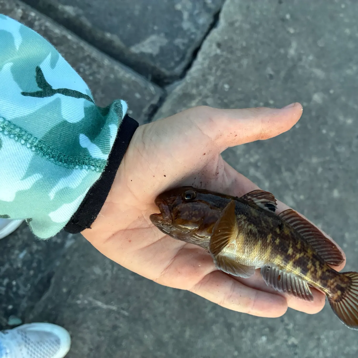 The most recent Round goby catches on Fishbrain