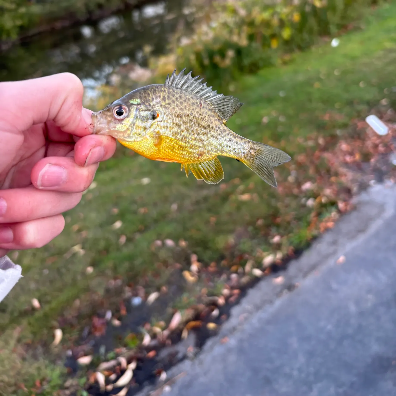Pumpkinseed caught on Fishbrain