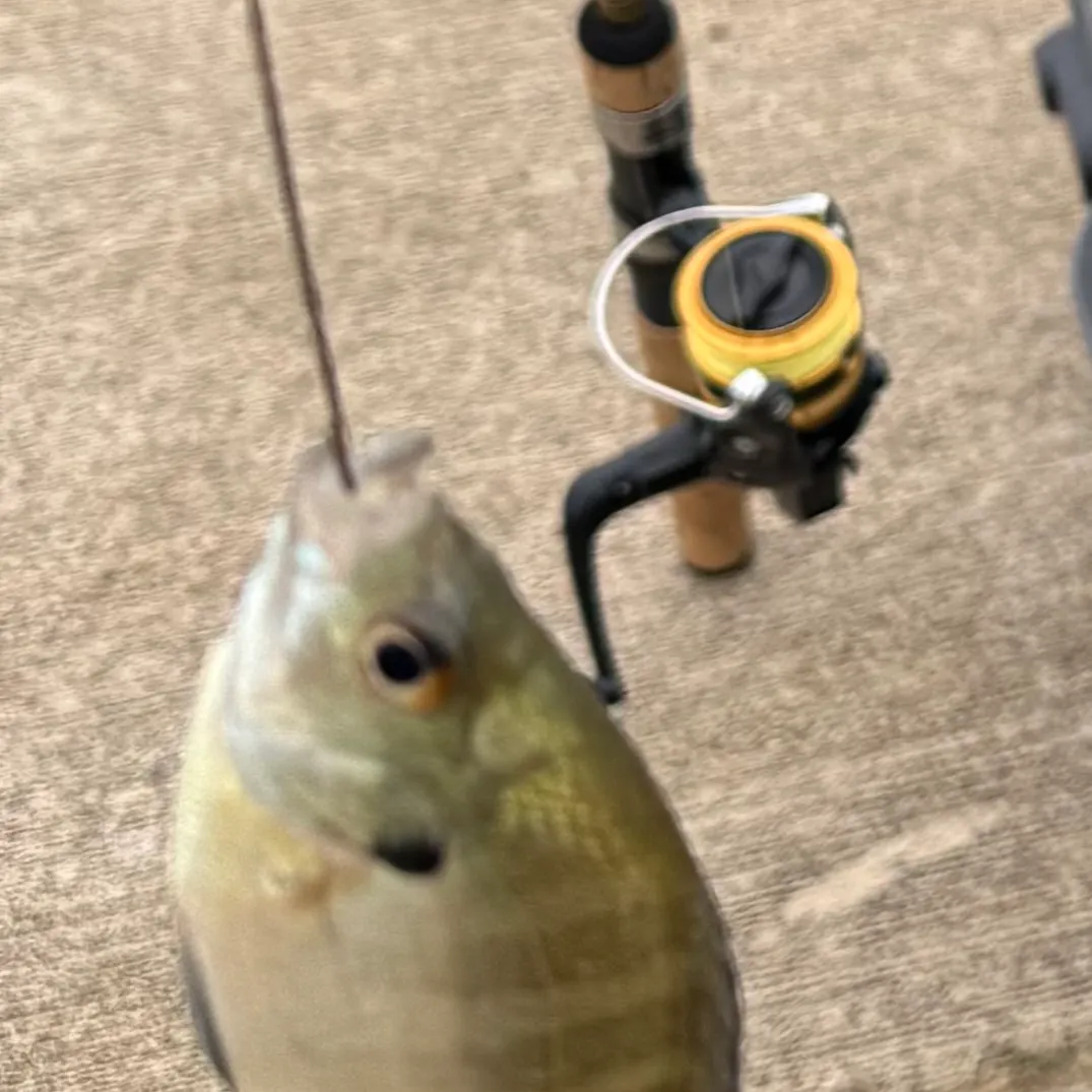 Bluegill caught on Fishbrain