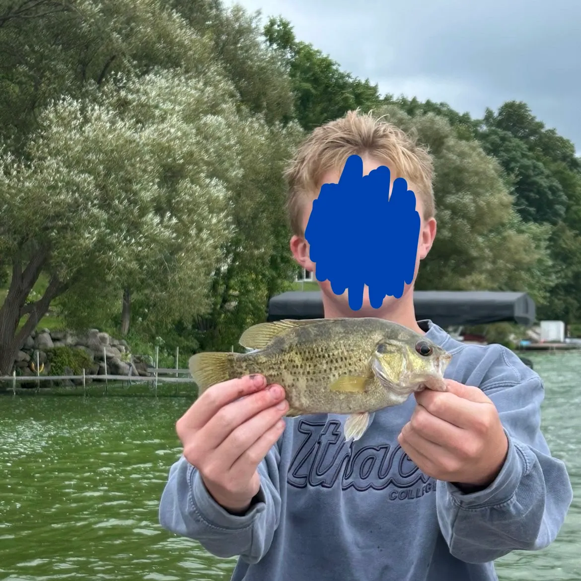 Rock bass caught on Fishbrain