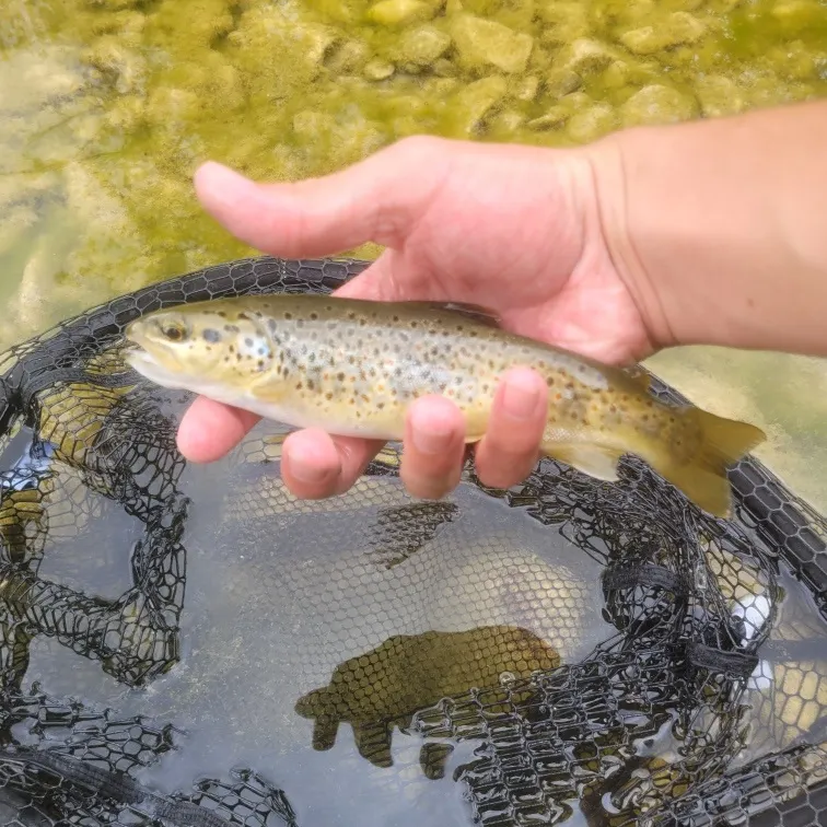 Lake trout caught on Fishbrain
