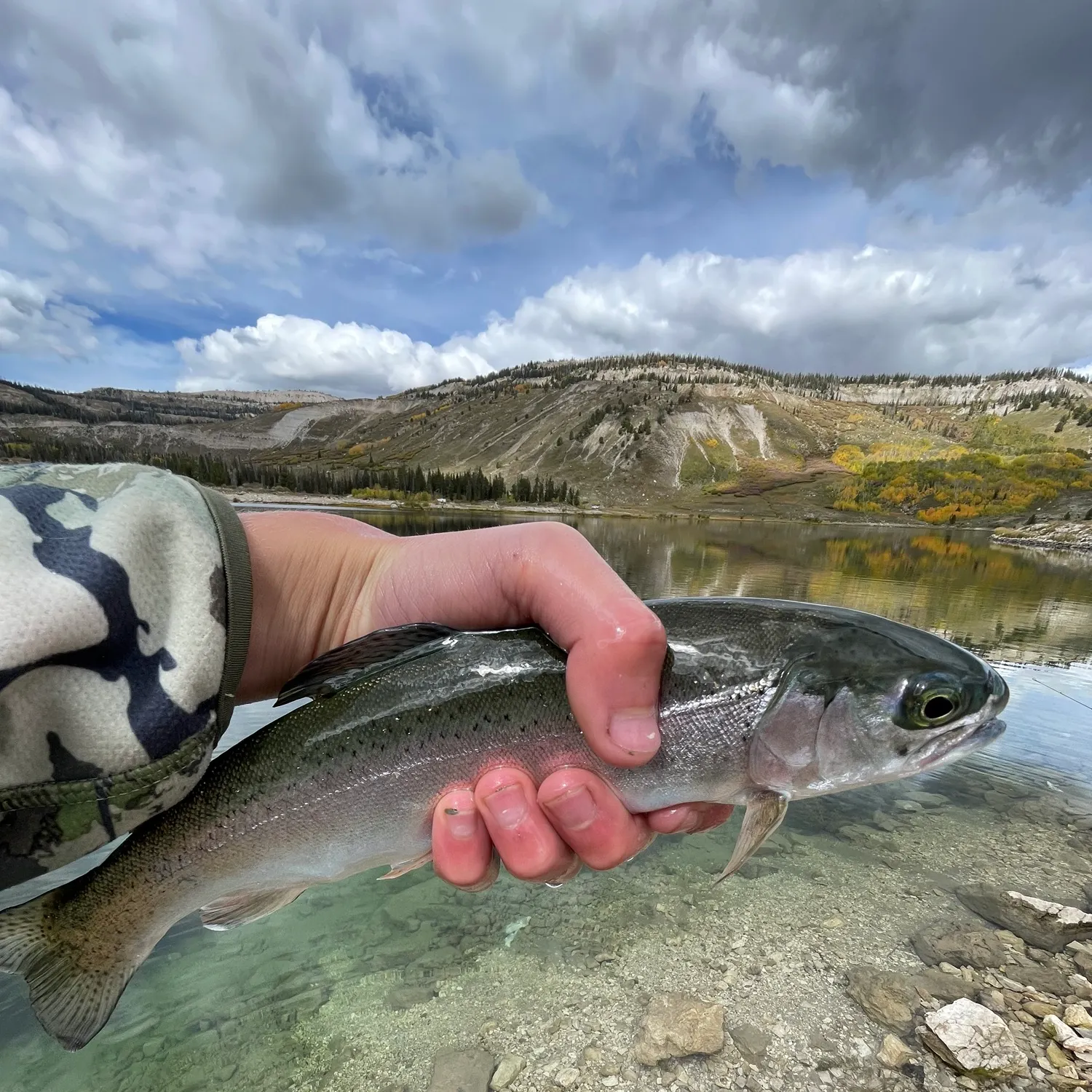 Rainbow trout caught on Fishbrain
