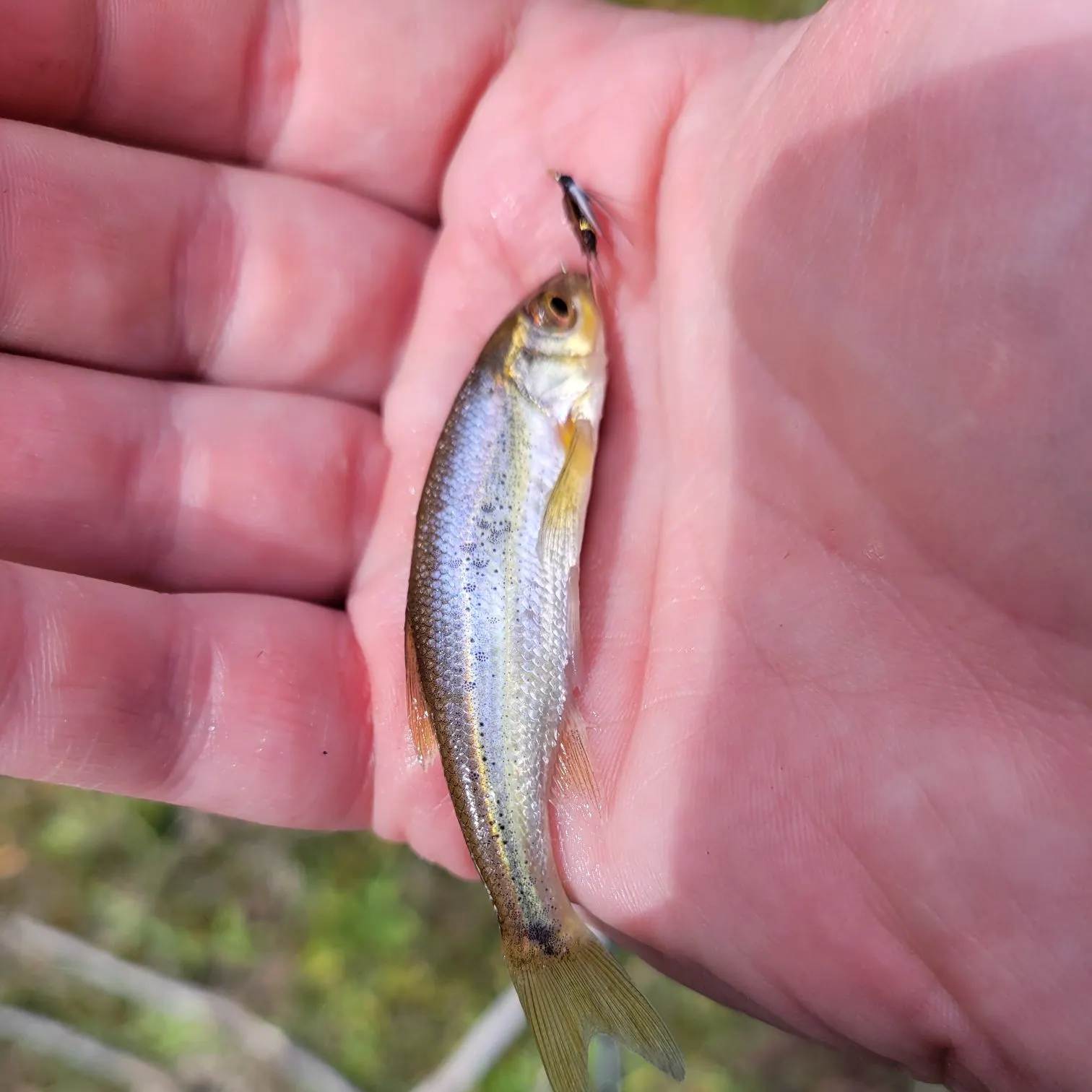 Redside shiner caught on Fishbrain