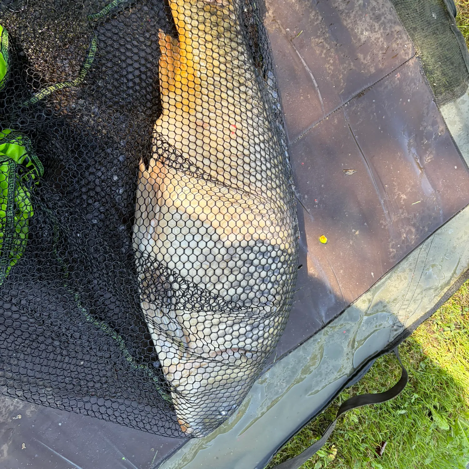 Common carp caught on Fishbrain
