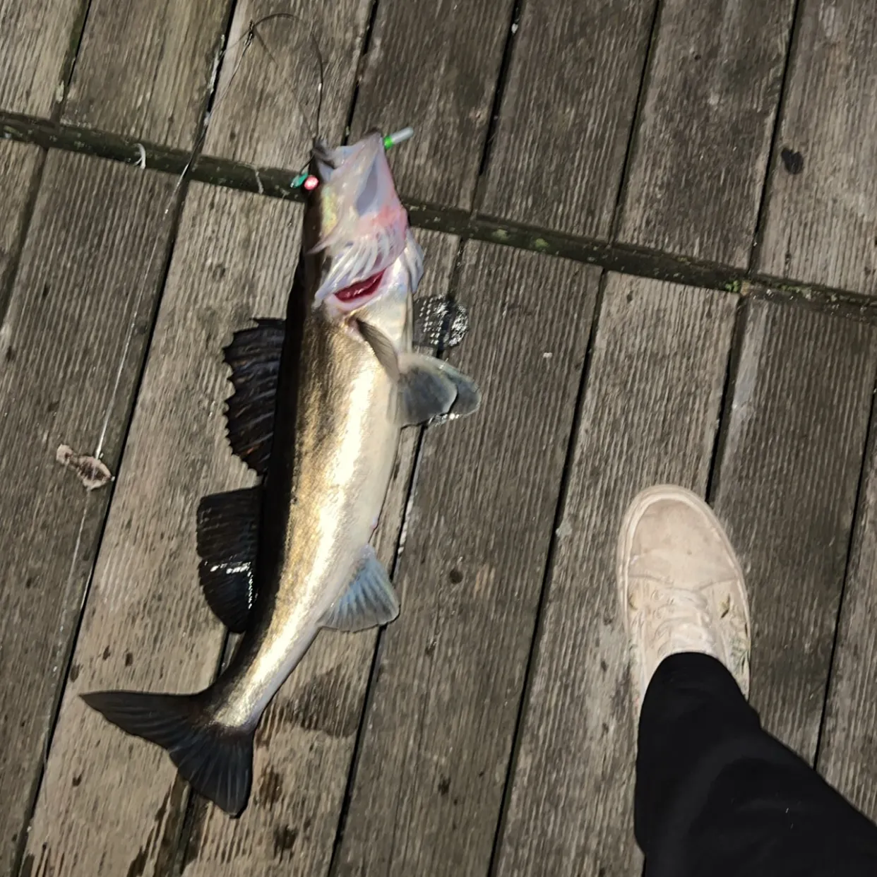 recently logged catches