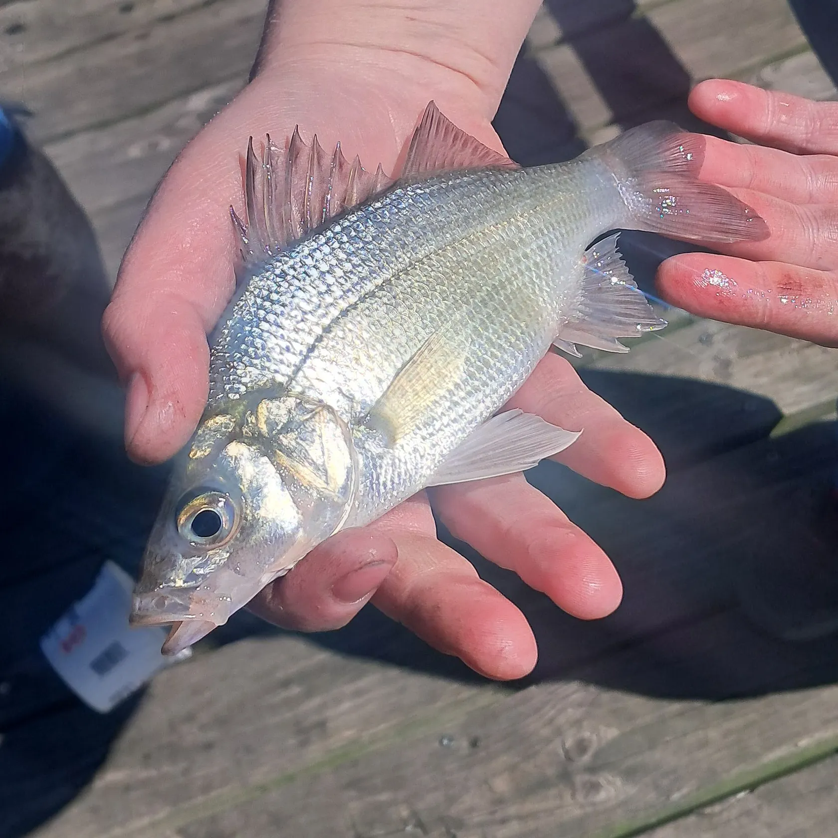 The most recent White perch catches on Fishbrain