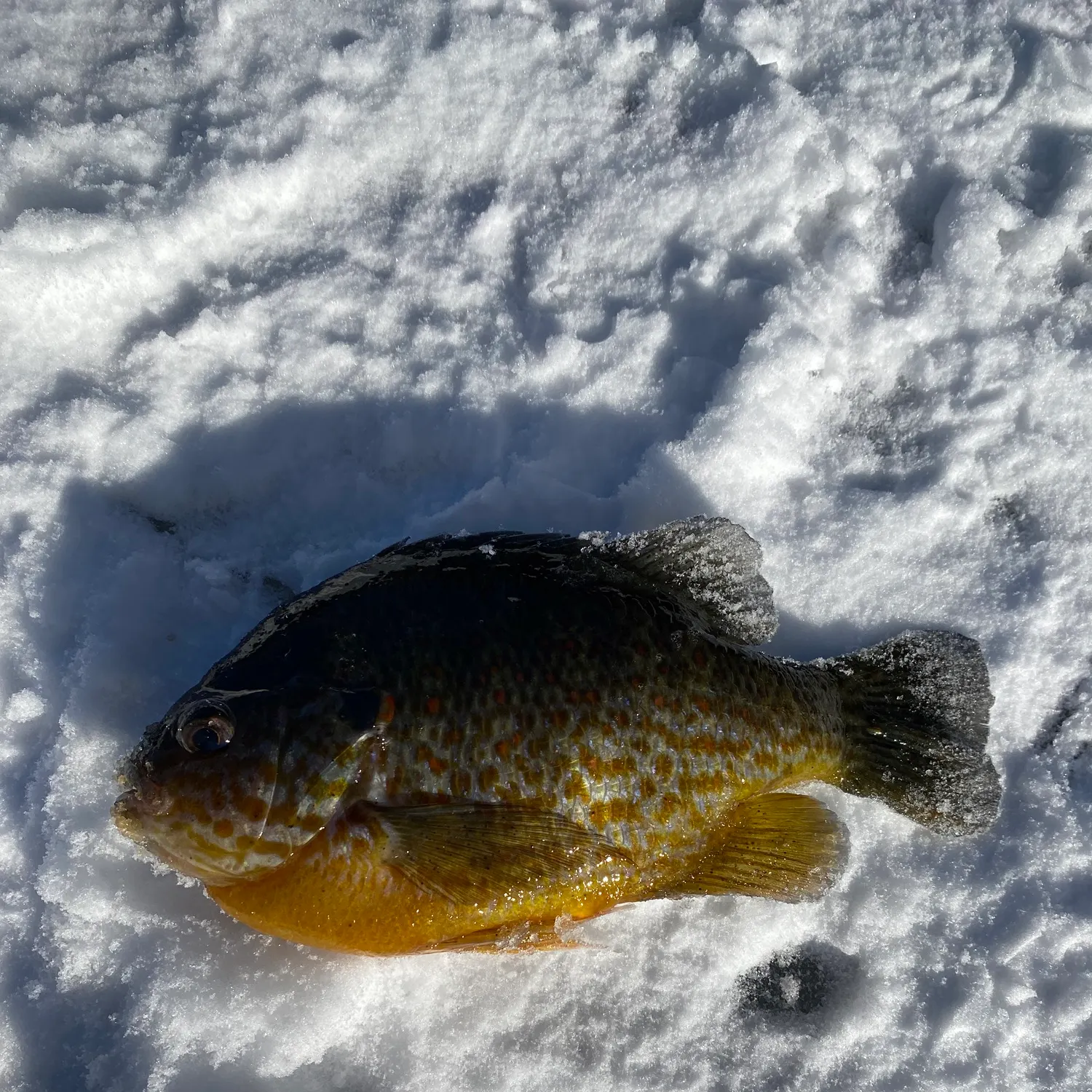 The most recent Pumpkinseed catches on Fishbrain