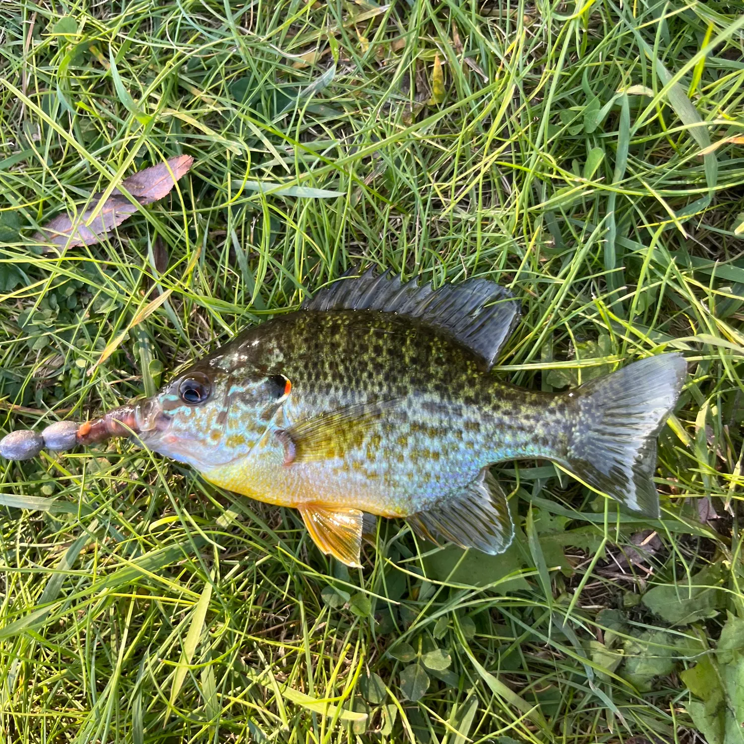Pumpkinseed caught on Fishbrain