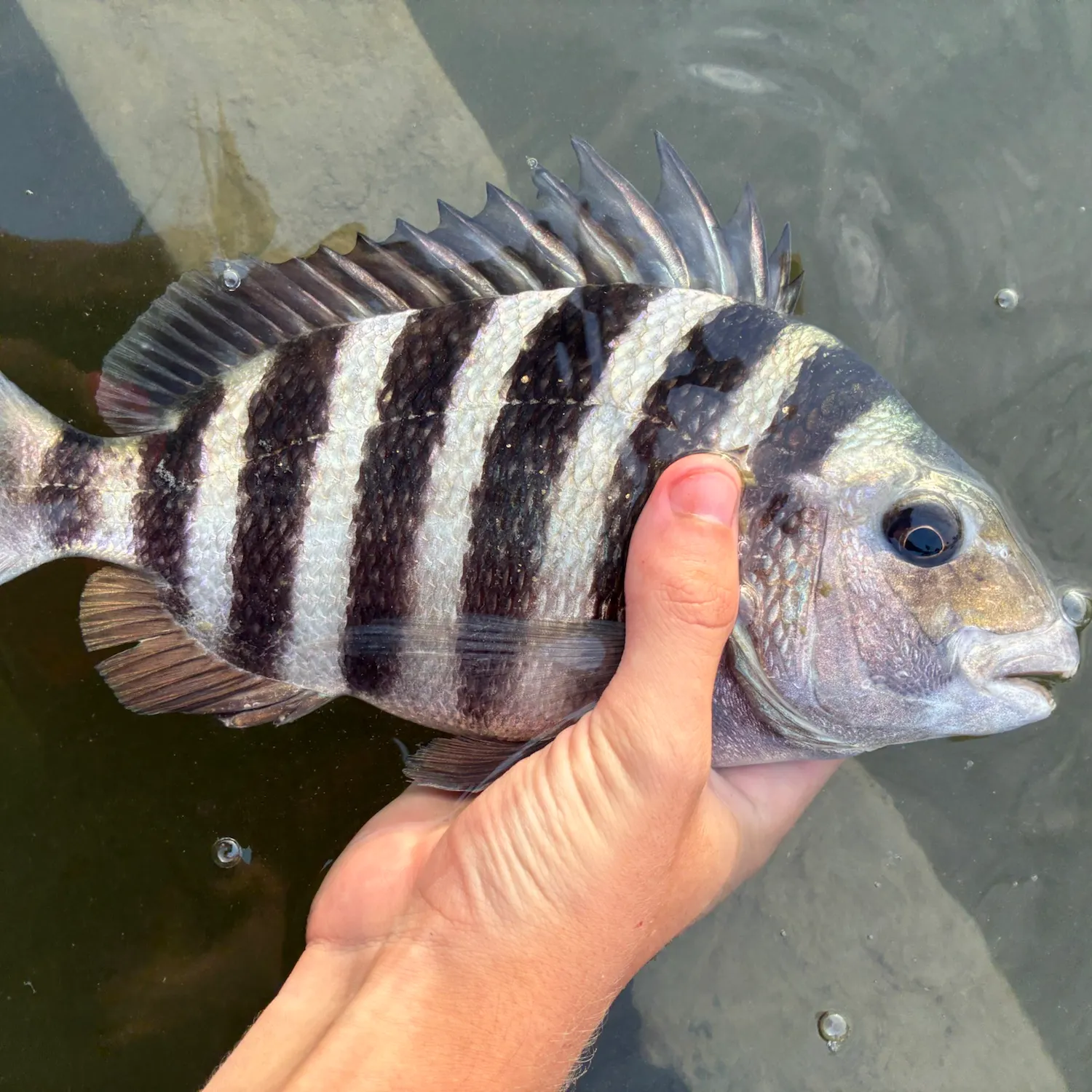 The most recent Sheepshead catches on Fishbrain