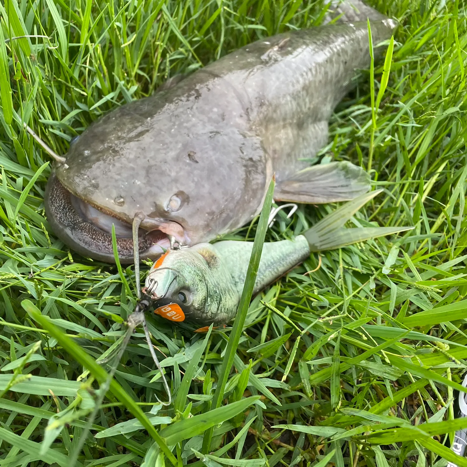 Fish caught on Fishbrain