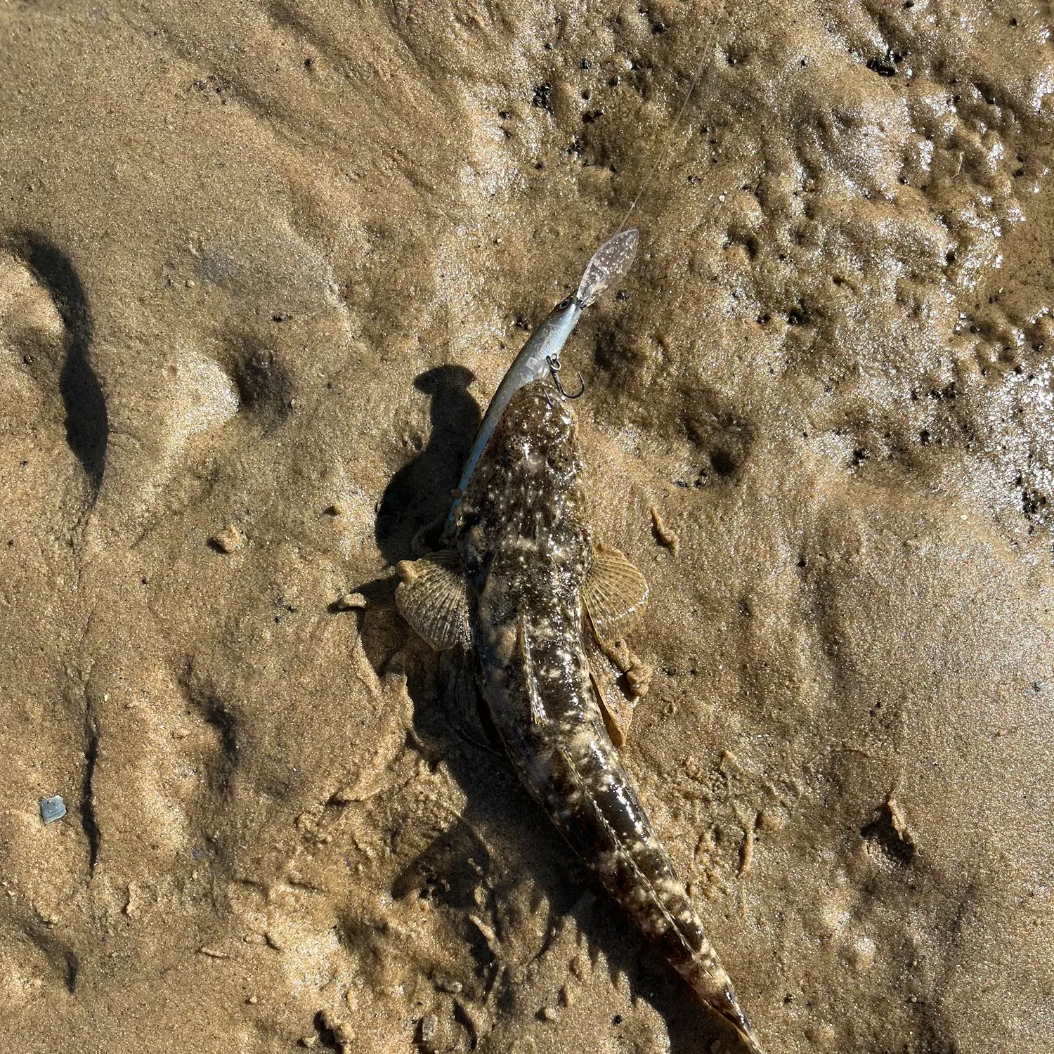 Dusky flathead caught on Fishbrain