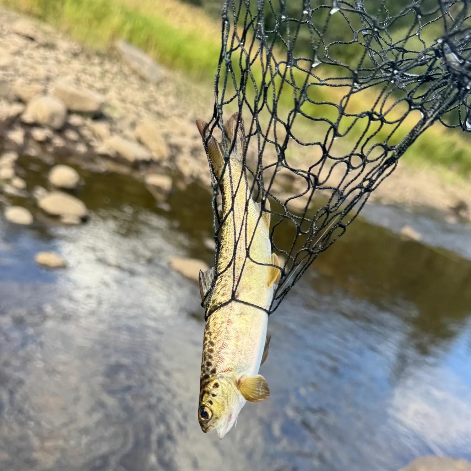 Brown trout caught on Fishbrain