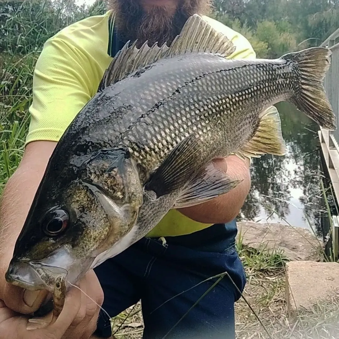 The most recent Australian bass catches on Fishbrain