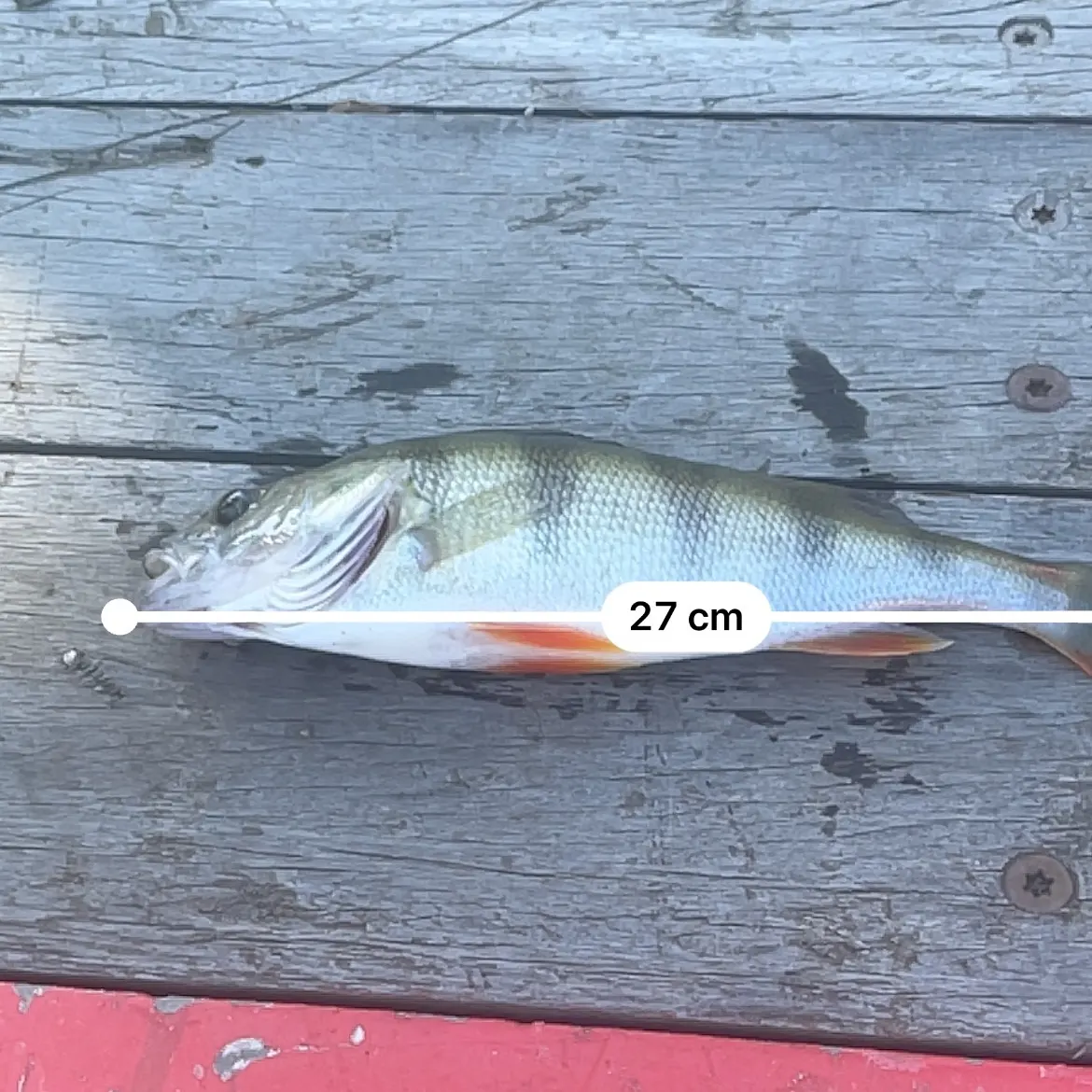 European perch caught on Fishbrain