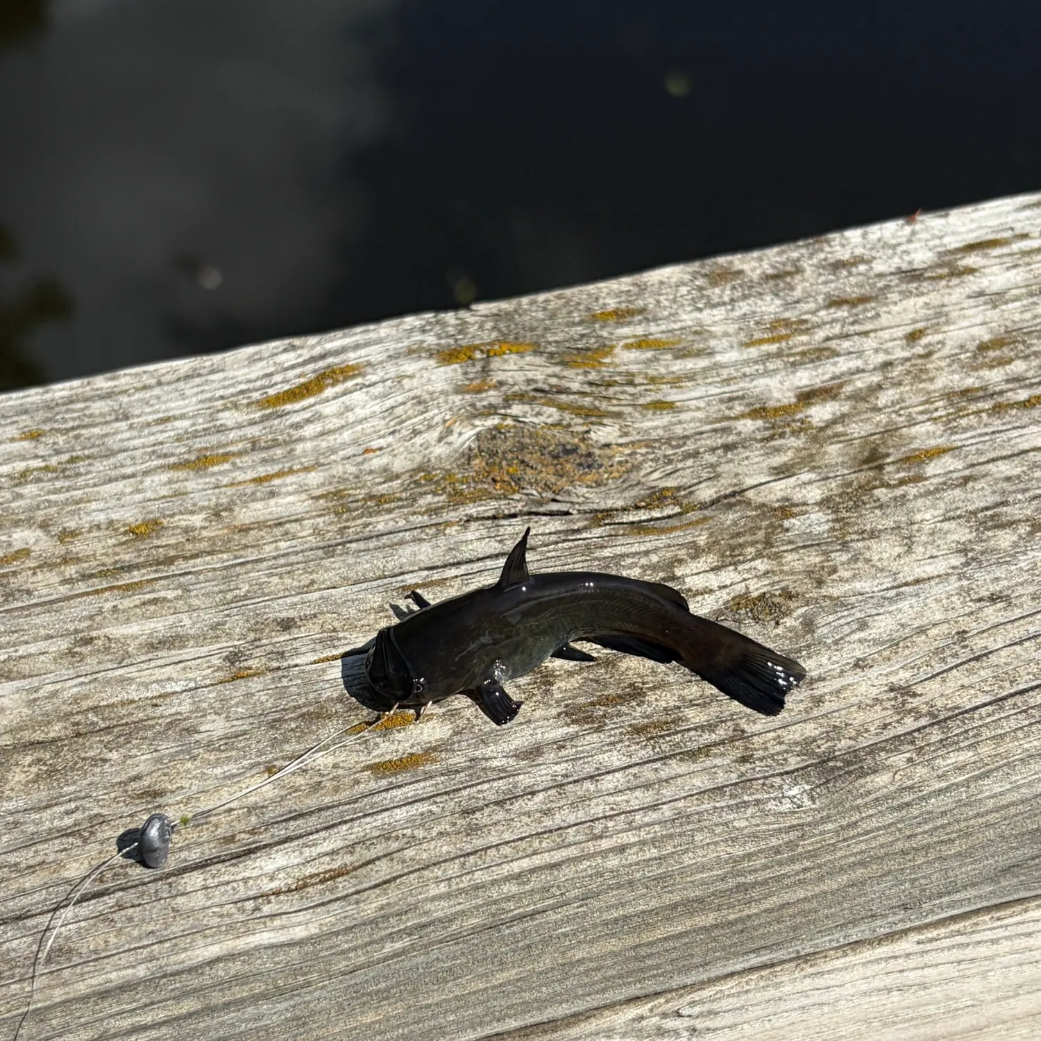Black bullhead caught on Fishbrain