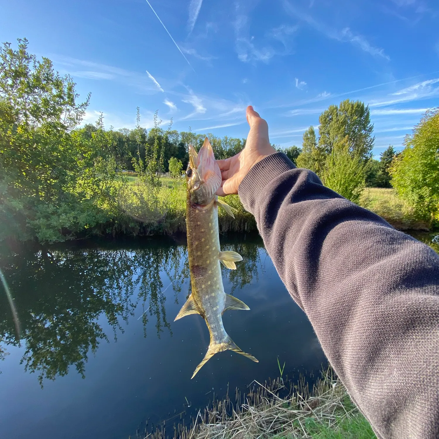 Northern pike caught on Fishbrain