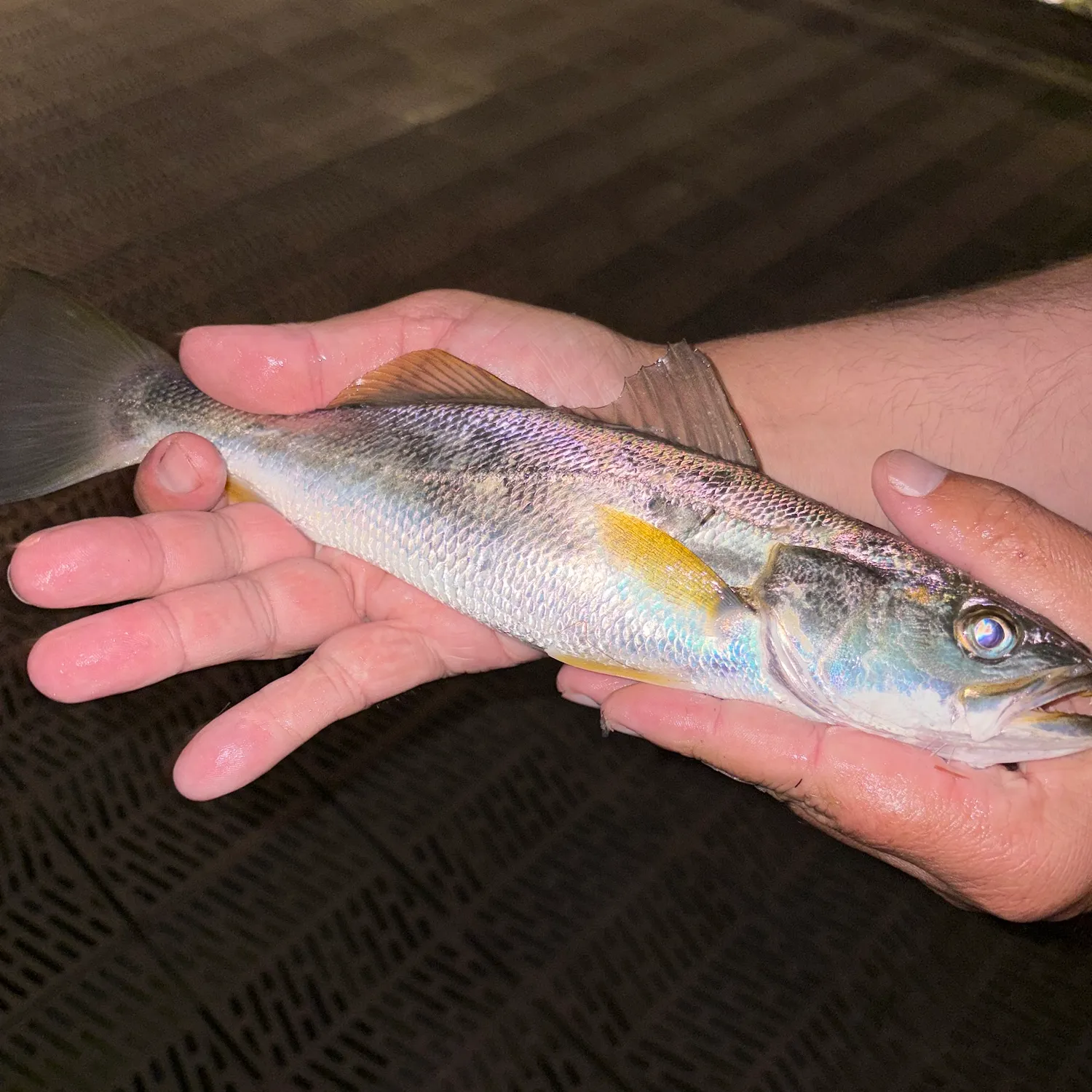 Sand seatrout caught on Fishbrain