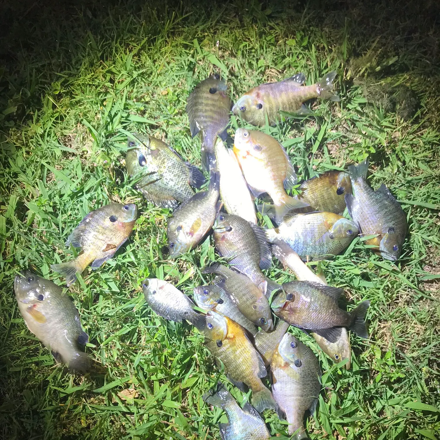 recently logged catches