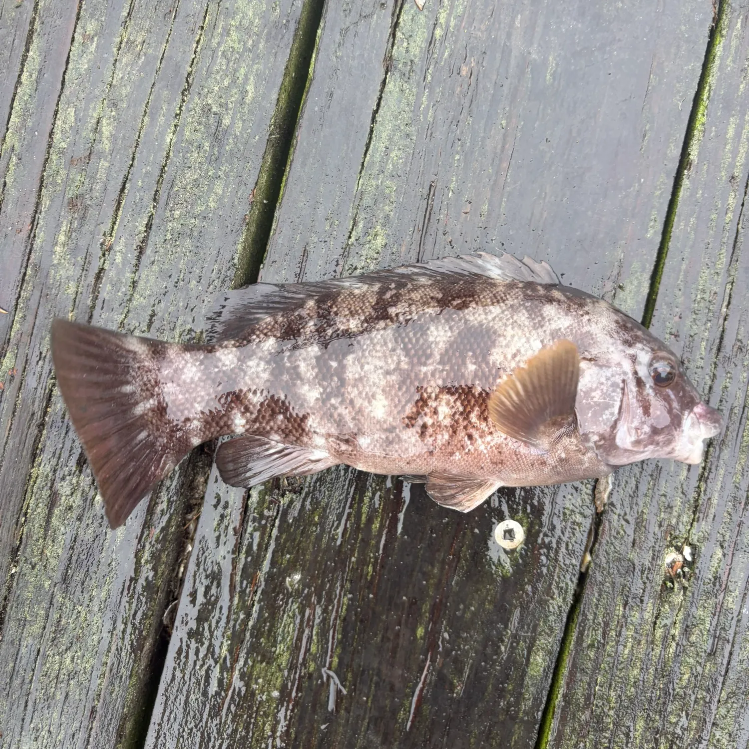 Tautog caught on Fishbrain