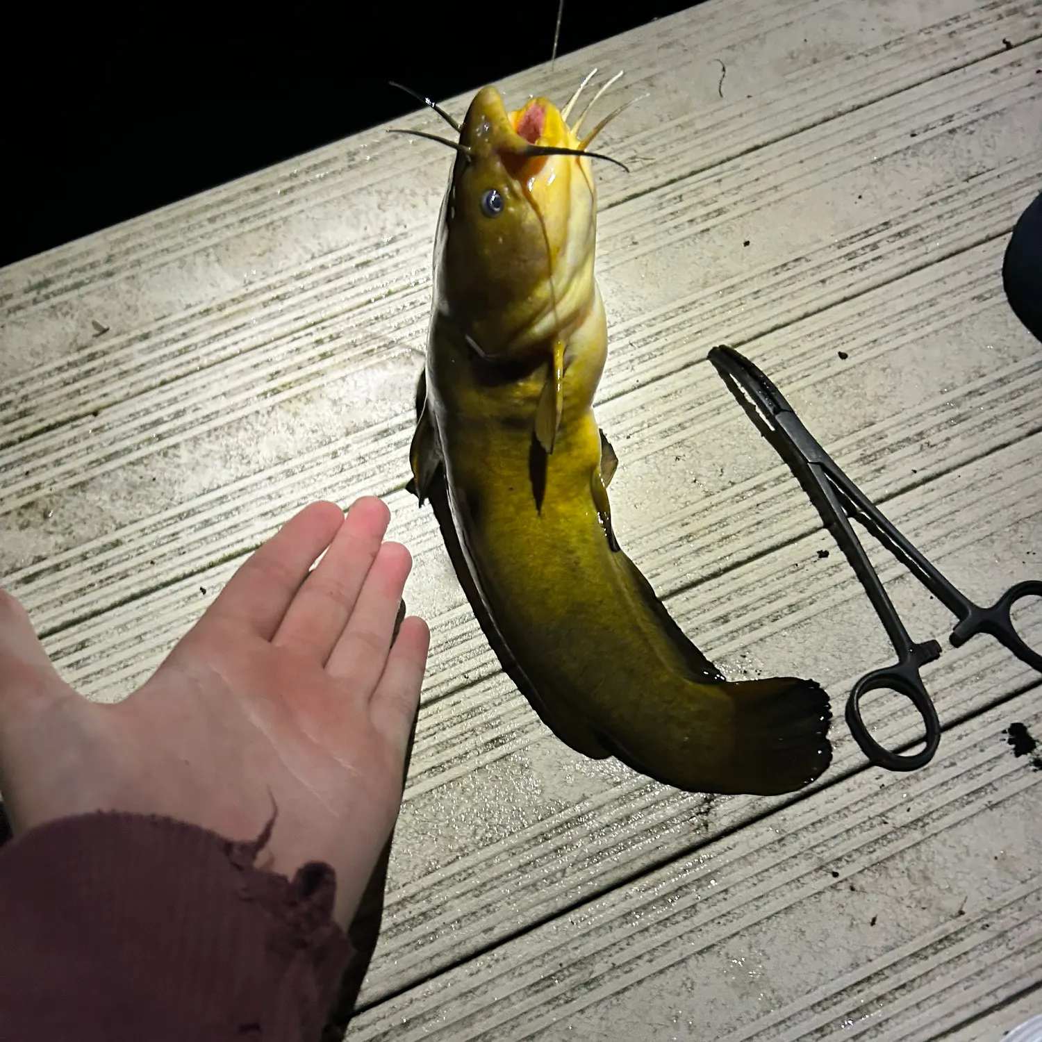 recently logged catches