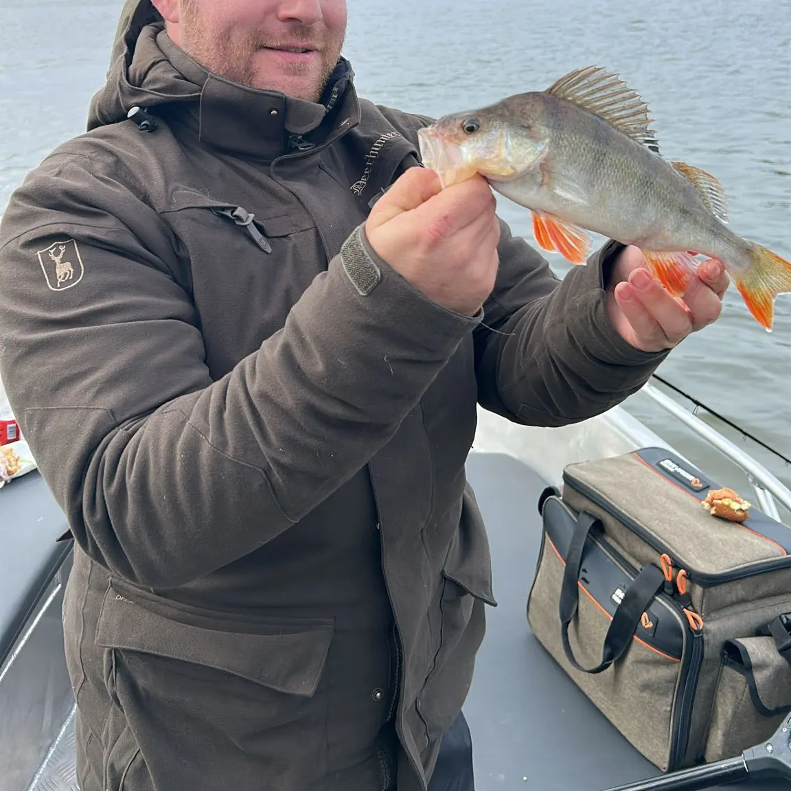European perch caught on Fishbrain
