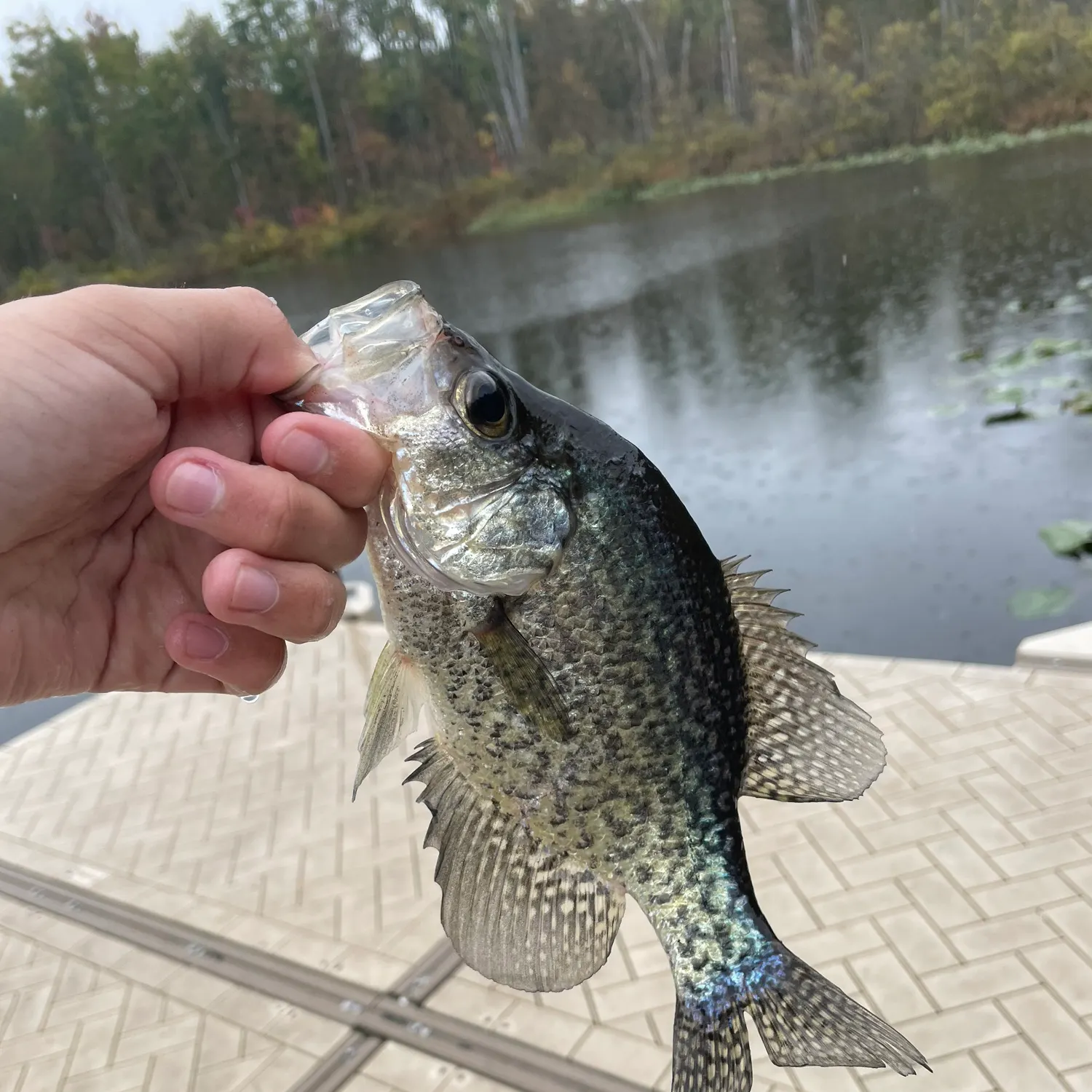 Black crappie caught on Fishbrain