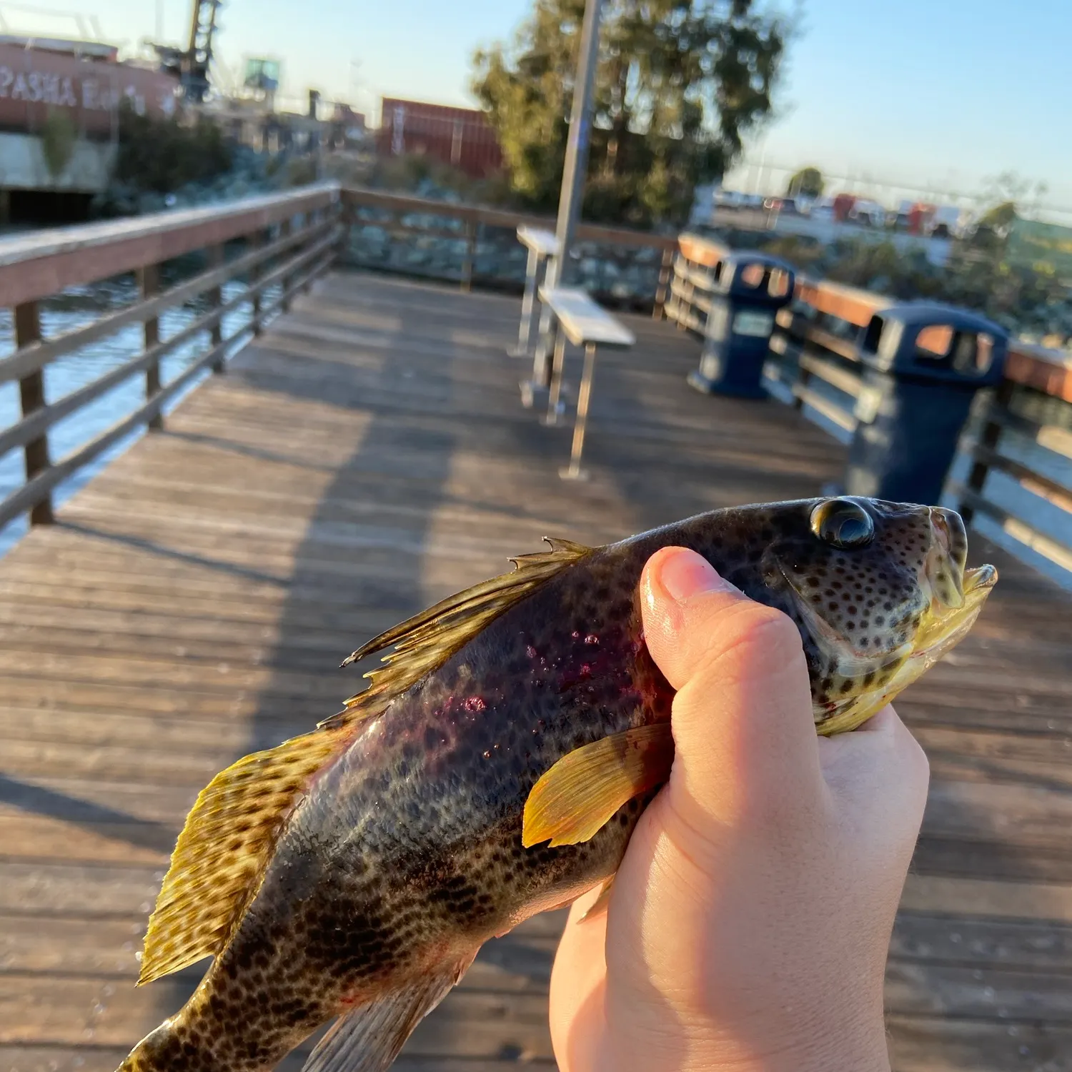 Spotted sand bass caught on Fishbrain