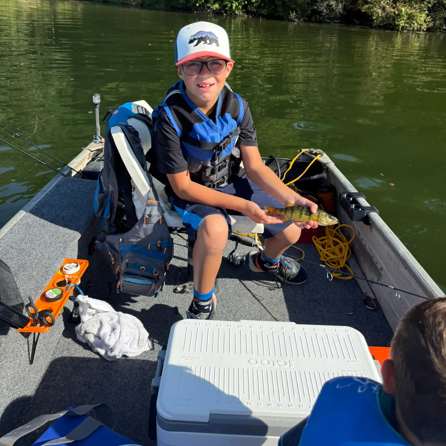 Yellow perch caught on Fishbrain