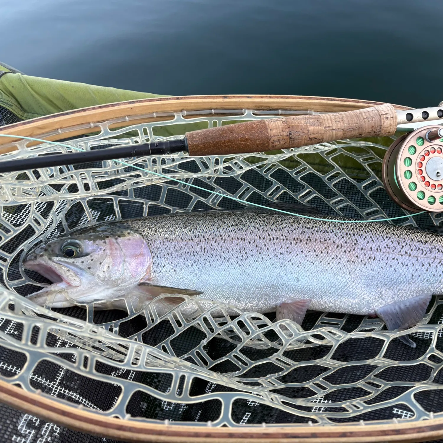 Rainbow trout caught on Fishbrain
