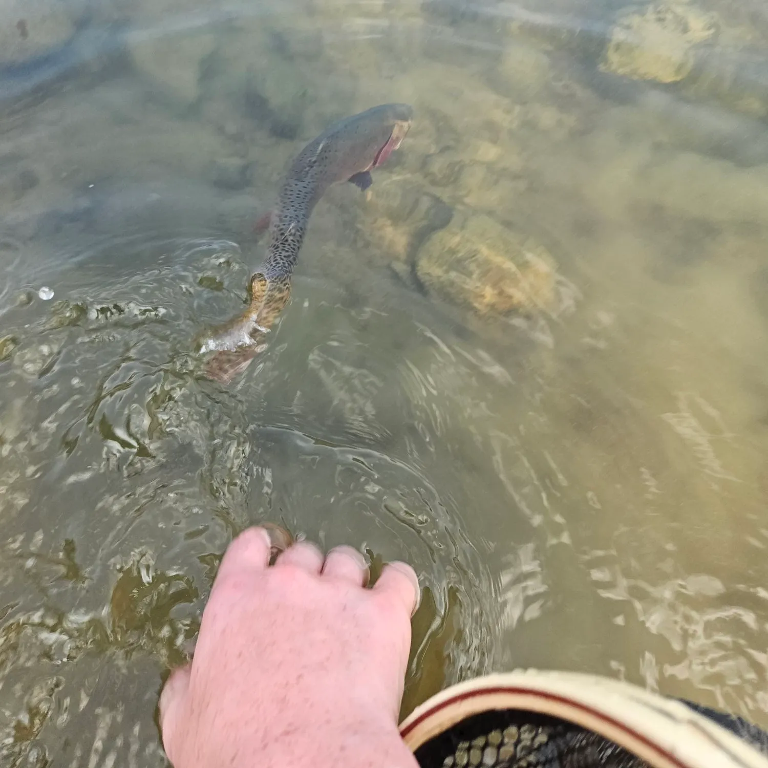 Cutthroat trout caught on Fishbrain