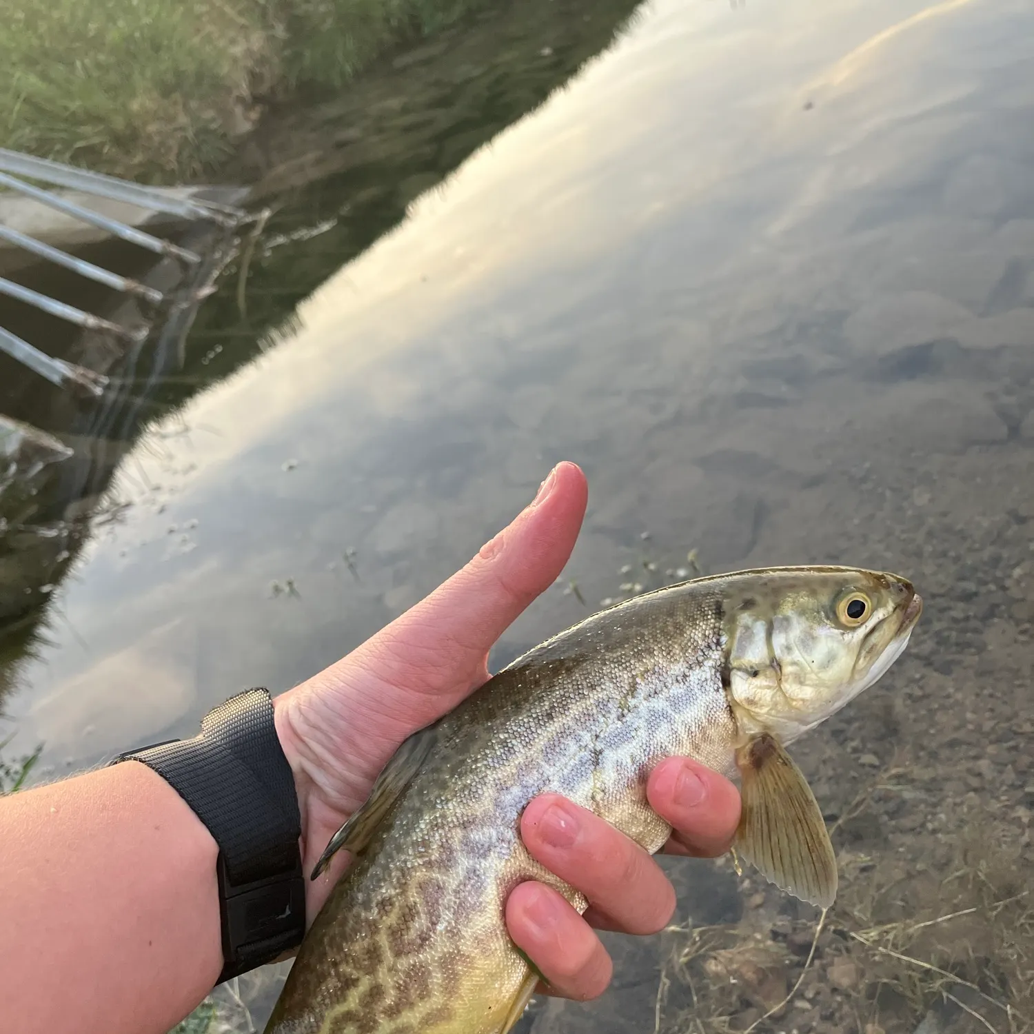 Tiger trout caught on Fishbrain
