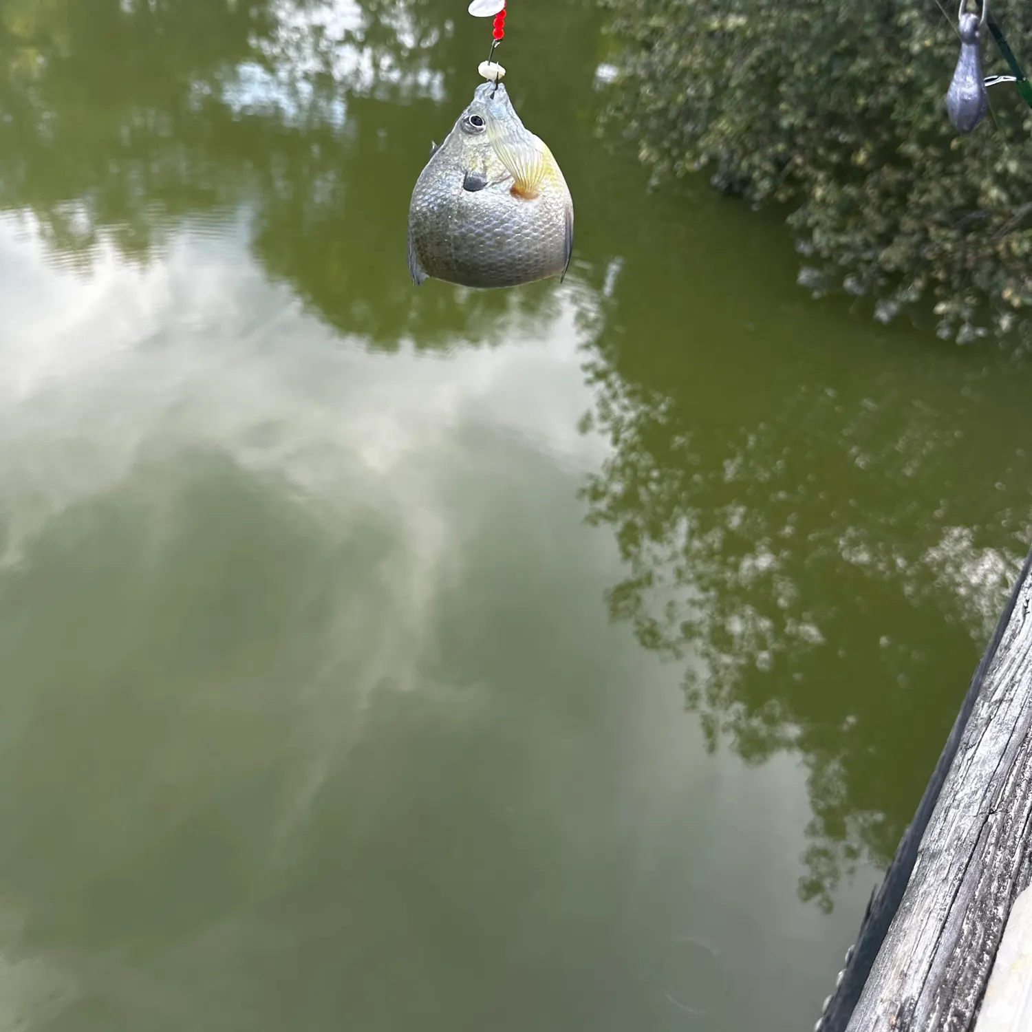 Bluegill caught on Fishbrain